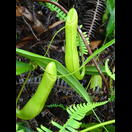 Bei Regen schließen die Kannenpflanzen, wodurch eine Verdünnung der Verdauungsflüssigkeit verhindert wird